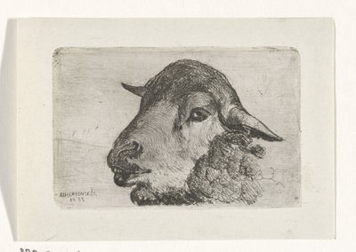 Sheep