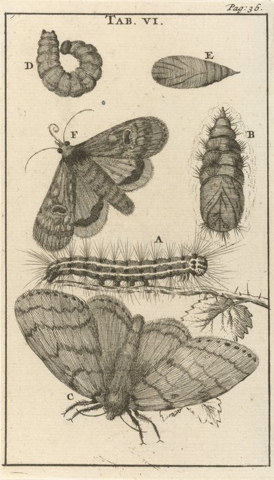 Caterpillars, Pupae, and Butterflies VI by Jan Luyken