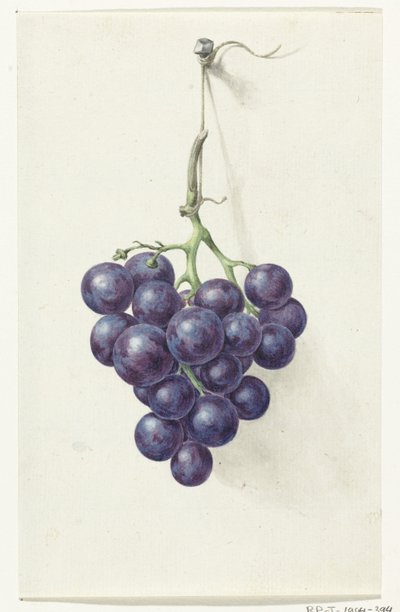 Bunch of Blue Grapes by Jean Bernard