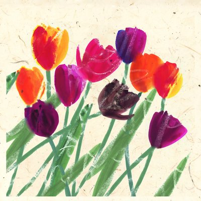 Holland Beauties by Jenny Frean