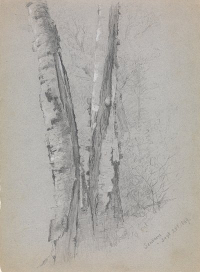 Study of Birch Trunks by Jervis McEntee