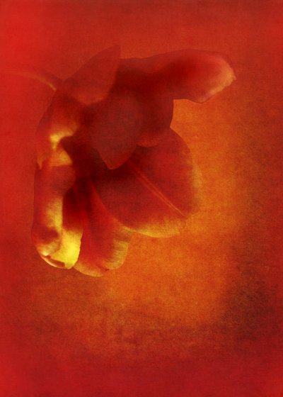 Flower in red by Johan Lilja