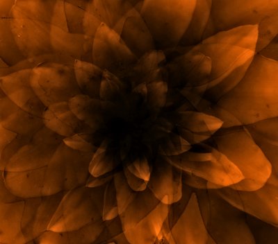 Flower orange by Johan Lilja