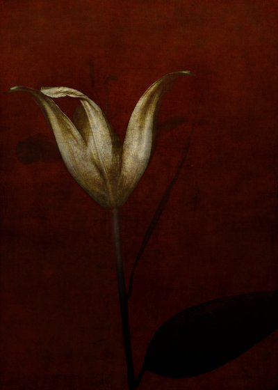 Lily by Johan Lilja