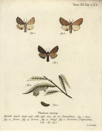 Coxcomb prominent, Ptilodon capucinus by Johann Carl Bock