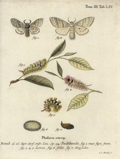 Pale Tussock, Calliteara Pudibunda by Johann Carl Bock