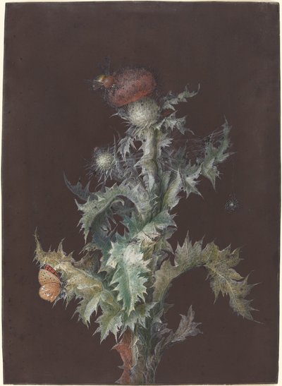 Thistle with Insects by Johann Christoph Dietzsch