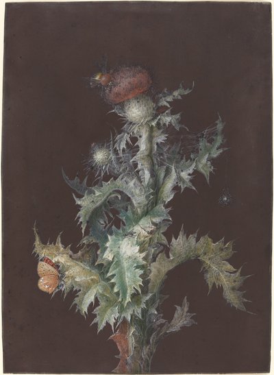 Thistle with Insects, c. 1755 by Johann Christoph Dietzsch