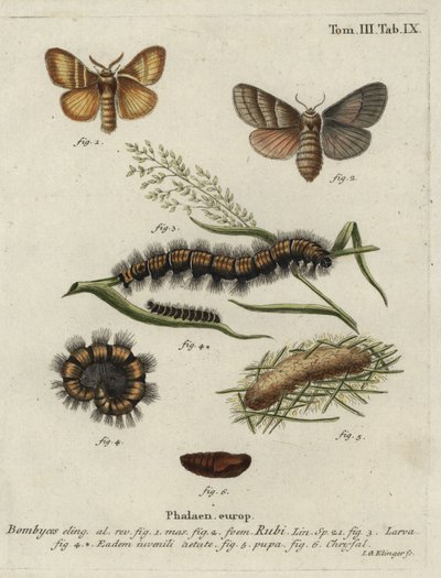 Fox Moth, Macrothylacia Rubi by Johann Georg Klinger