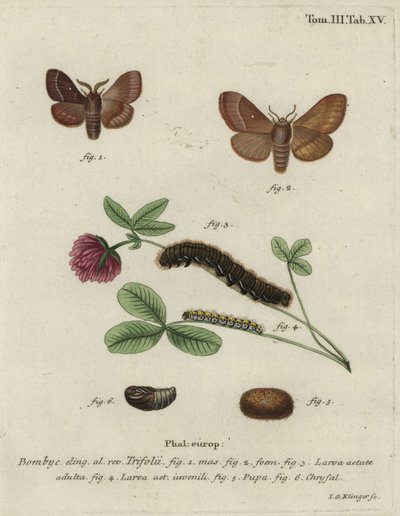 Grass Eggar, Lasiocampa Trifolii by Johann Georg Klinger