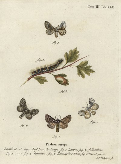 Pale oak eggar, Trichiura crataegi. by Johann Georg Klinger