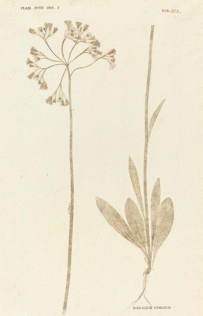 Hieracium Cymosum by Johann Hieronymus Kniphof