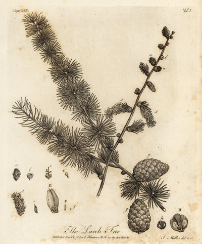 European larch, Larix decidua by Johann Sebastien Muller