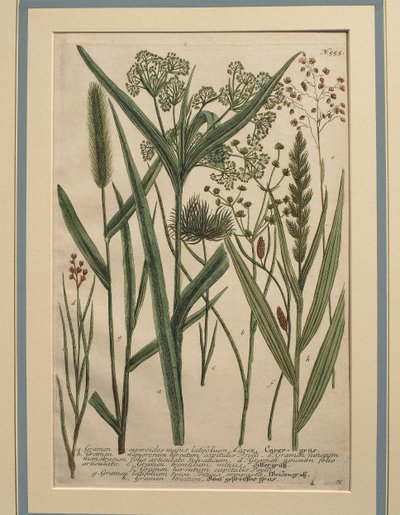 Bermuda Grass (Cynodon dactylon), coloured engraving by Johann Wilhelm Weinmann