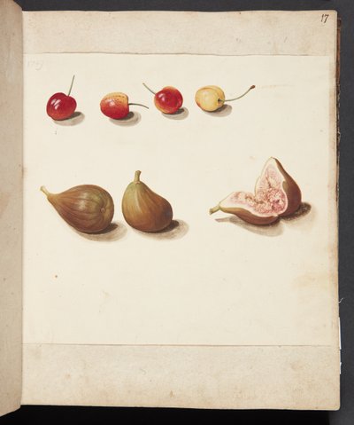 Study of Cherries and Figs by Johanna Fosie