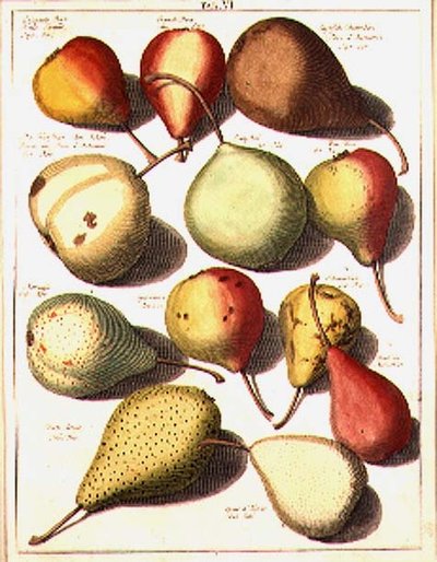 Pears by Johannes Hendrik (after) Knoop