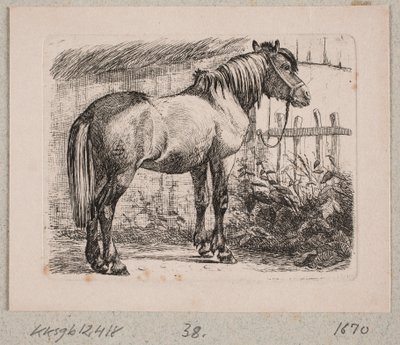 A Horse with a Halter by Johannes Wilhelm Zillen