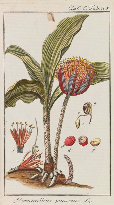 Selection of Beautiful and Rare Plants by Johannes Zorn