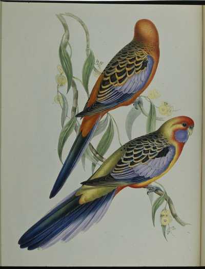 Adelaide Parakeet by John (after) Gould