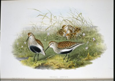 Dunlin by John (after) Gould