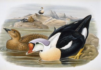 King Duck by John (after) Gould