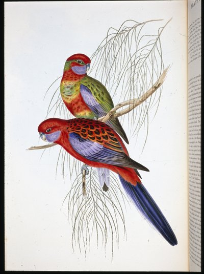 Platycercus Pennantii by John (after) Gould