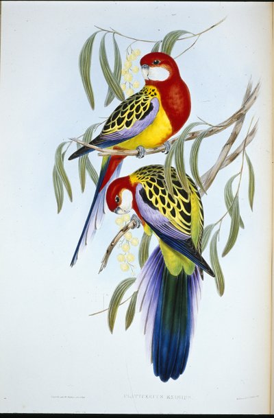 Rose-bill Parakeet (Platycercus Eximius) by John (after) Gould