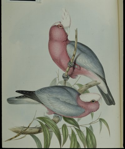 Rose-breasted Cockatoo by John (after) Gould