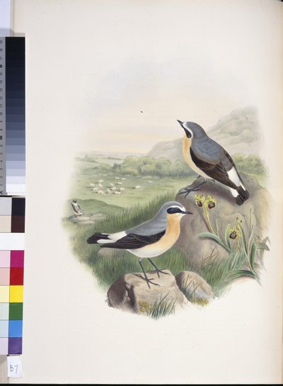 Wheatear (Oenanthe oenanthe) by John (after) Gould