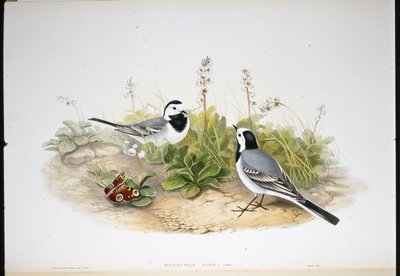 White Wagtail by John (after) Gould