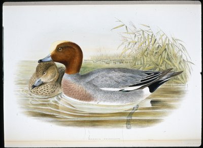 Widgeon (Mareca Penelope) by John (after) Gould