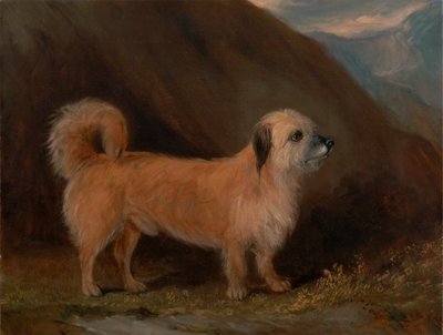 A Dandie Dinmont Terrier by John E. Ferneley Jr.