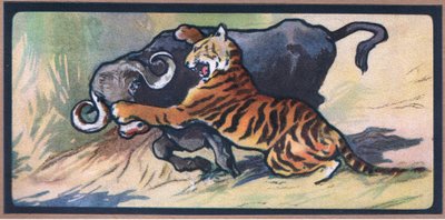 Tiger and Buffalo by John Edwin Noble