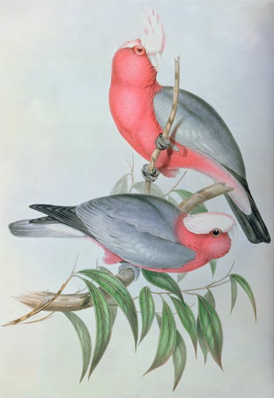 Birds of Asia by John Gould