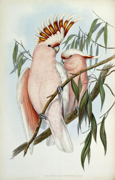 Cacatua Leadbeateri by John Gould