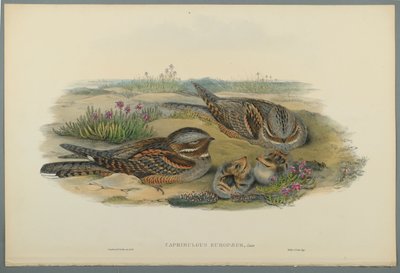 Caprimulgus Europaeus by John Gould