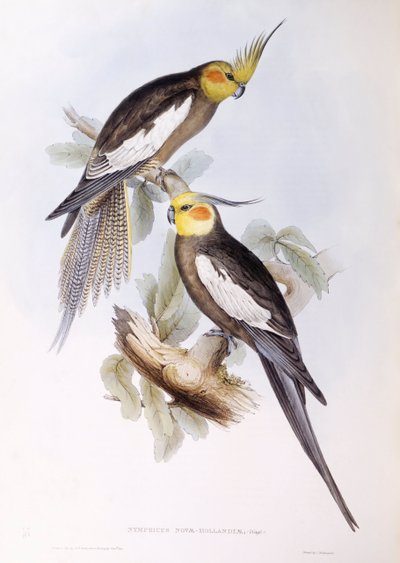 Cockatiel (Nymphicus hollandicus), Engraving by John Gould by John Gould