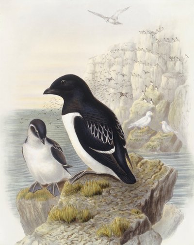 Dovekie (Alle alle), Engraving by John Gould by John Gould