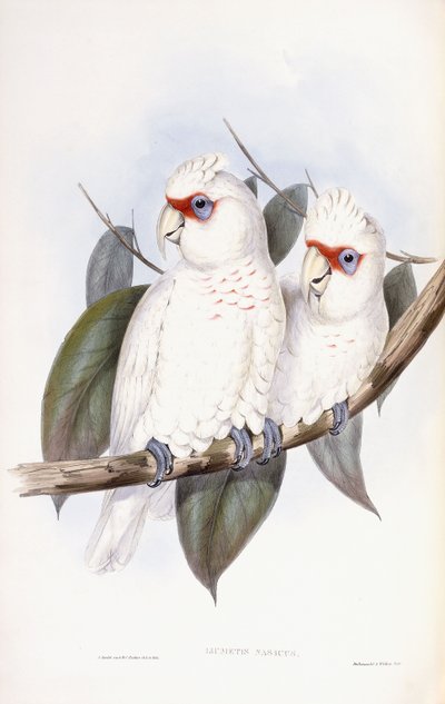 Long-billed Cockatoo by John Gould