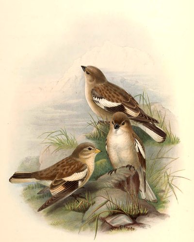 Montifringilla adamsi by John Gould