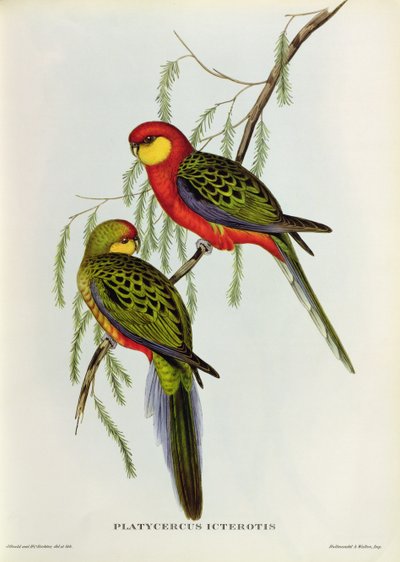 Platycercus Icterotis by John Gould