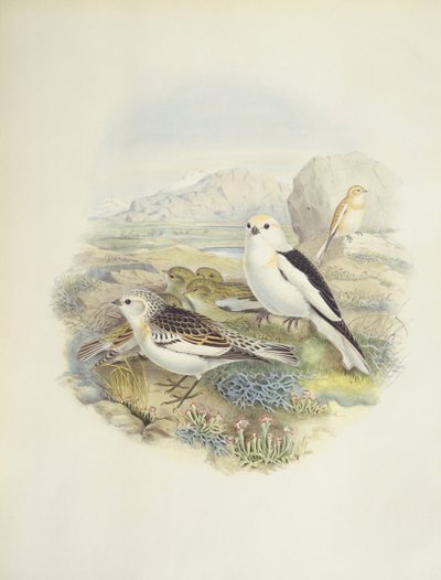 Snow bunting (Plectrophenax nivalis), illustration by John Gould