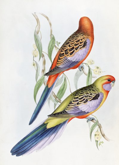 Unknown Image by John Gould