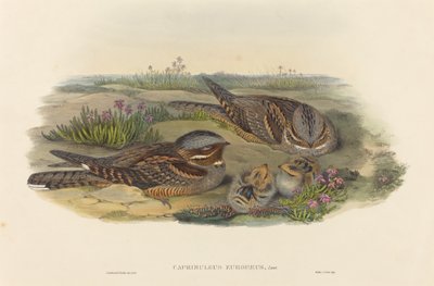 Nightjar by John Gould and H.C. Richter