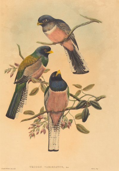 Trogan variegatus by John Gould and W. Hart