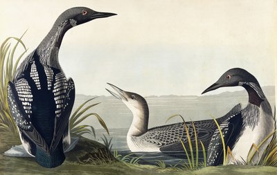 Black-throated Diver by John James Audubon