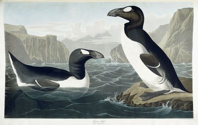 Great Auk by John James Audubon