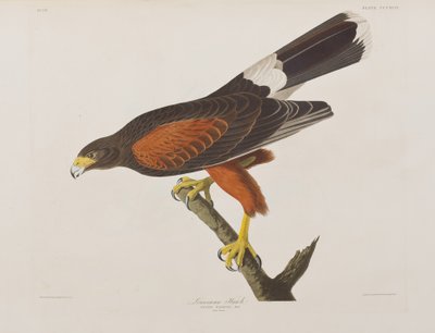 Illustration from 