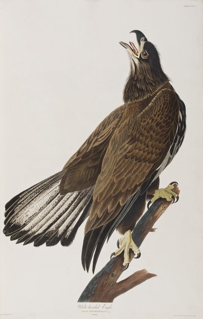 Illustration from 