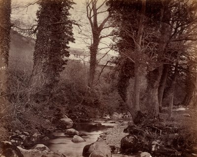 Untitled, c. 1859 by John Lloyd